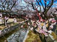 Changgyeonggung Palace Gardens: A Peaceful Green Escape in Seoul