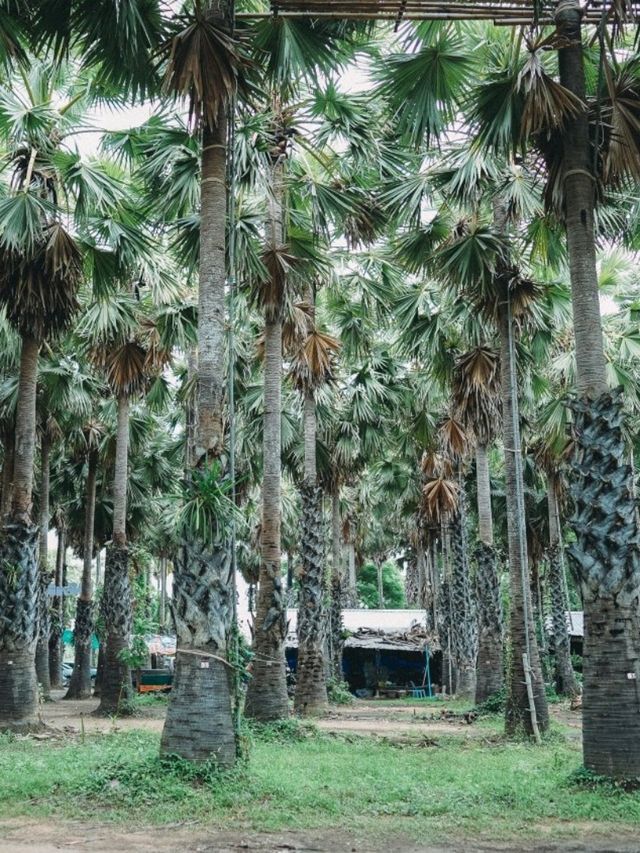 สวนตาลลุงถนอม