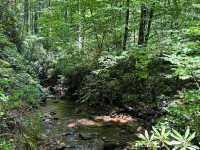 Pisgah National Forest