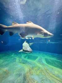 【茨城】期間限定✼SUMMER AQUAWORLD2025