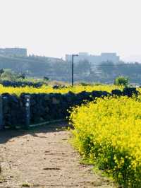 A Refreshing Spring Stroll Amidst Fragrant Blooms