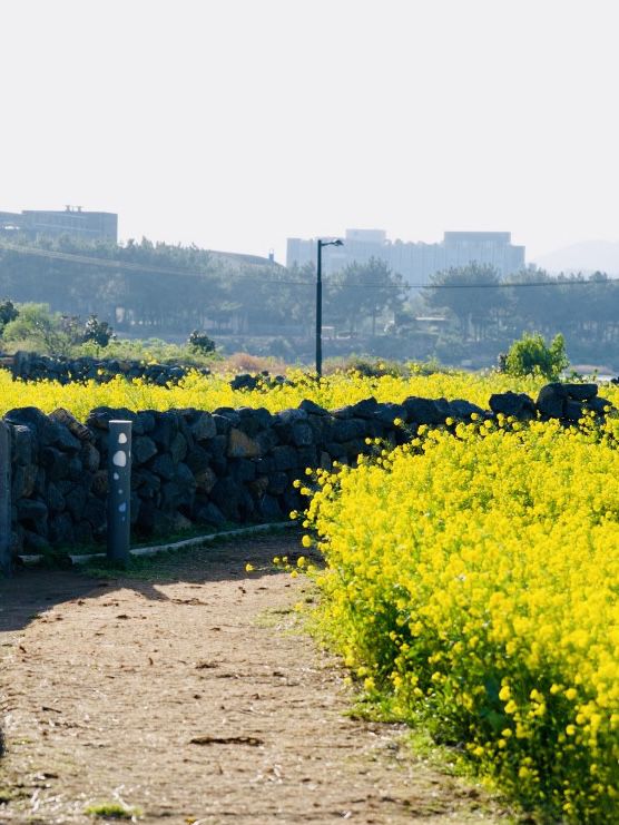 A Refreshing Spring Stroll Amidst Fragrant Blooms