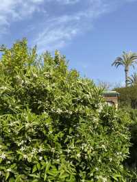 The Oasis in the Heart of the Medina: Le Jardin Secret