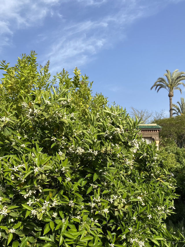 The Oasis in the Heart of the Medina: Le Jardin Secret