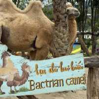 Exploring Mongo Land ĐlDa Lat – Fun, Photos, and a Touch of Mongolia