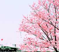 📸✨春の山下公園で横浜マリンタワーと桜、ホテルニューグランドと桜を一緒に撮影できる場所とコツ