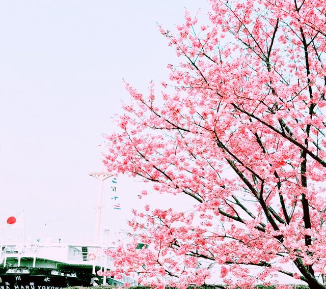 📸✨春の山下公園で横浜マリンタワーと桜、ホテルニューグランドと桜を一緒に撮影できる場所とコツ