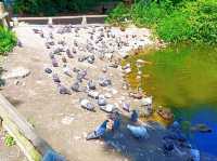 Reddish Vale Country Park – Nature on the Edge of the City