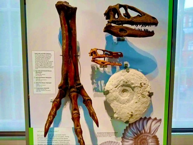Lapworth Museum of Geology – A Journey Through Earth’s History