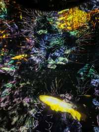 Teamlab borderless, borderless between you and Tokyo