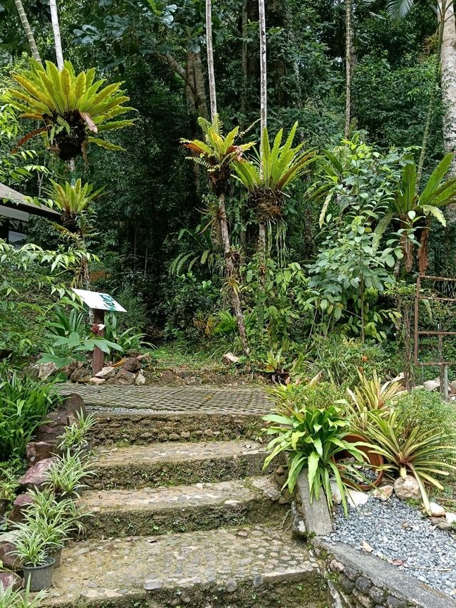 ป่าในเมือง – ระนอง