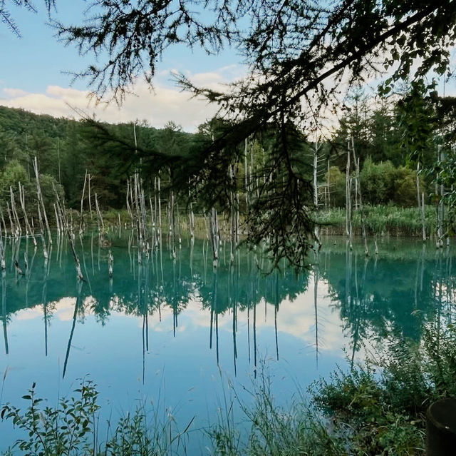 Dreamscape in Blue: My Solo Trip to the Blue Pond, Hokkaido