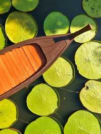 泰國布吉人氣航拍✨️ Café☕️ 絕美荷花池《Ma Doo Bua 》