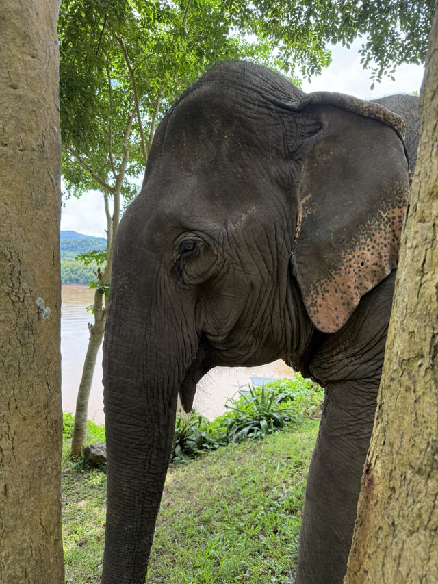 A Magical Day in Luang Prabang: Caves, Waterfalls & Wildlife 🌲🐘🥾 A Magical Day in Luang Prabang: Caves, Waterfalls & Wildlife 🌲🐘🥾