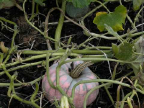 Kew Gardens (큐 가든, Royal Botanic Gardens)