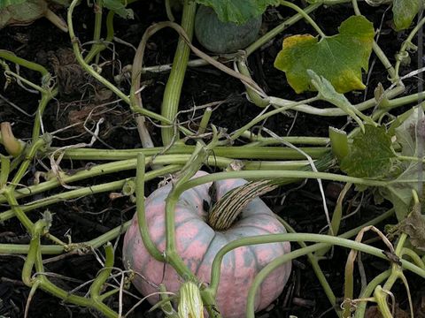 Kew Gardens (큐 가든, Royal Botanic Gardens)