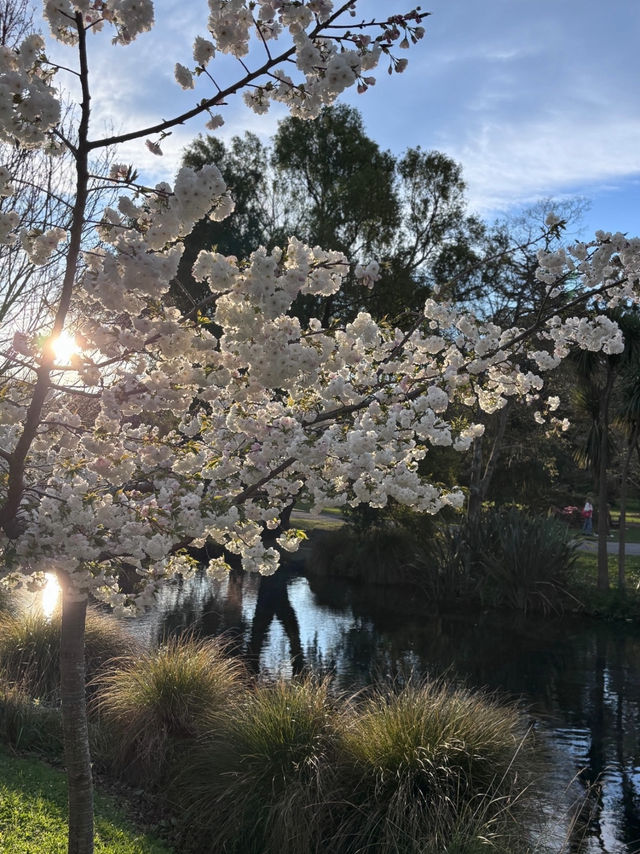 Spring Feels in beautiful Christchurch🌷