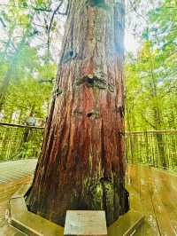 【新西蘭北島】紅木森林公園 RedWoods：大型天然氧吧