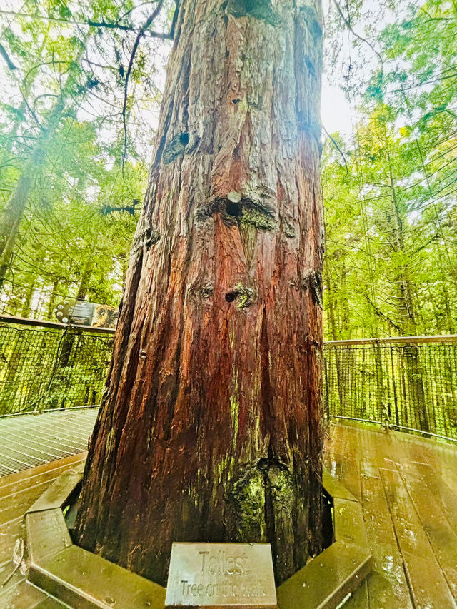 【新西蘭北島】紅木森林公園 RedWoods：大型天然氧吧