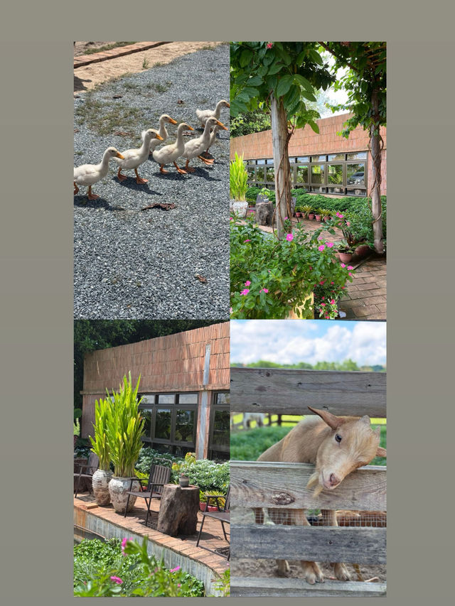 Growth : Farm and Bistro คาเฟ่เชียงแสนเชียงราย
