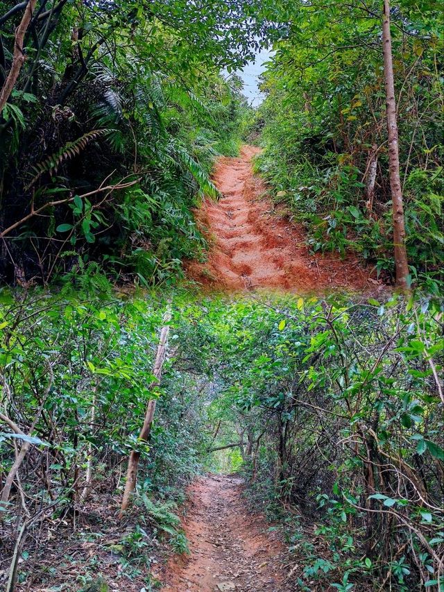 城市遠足必去山林路線🌲