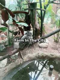 Farm In The City: A Must-Visit Family Adventure with Diverse Animals