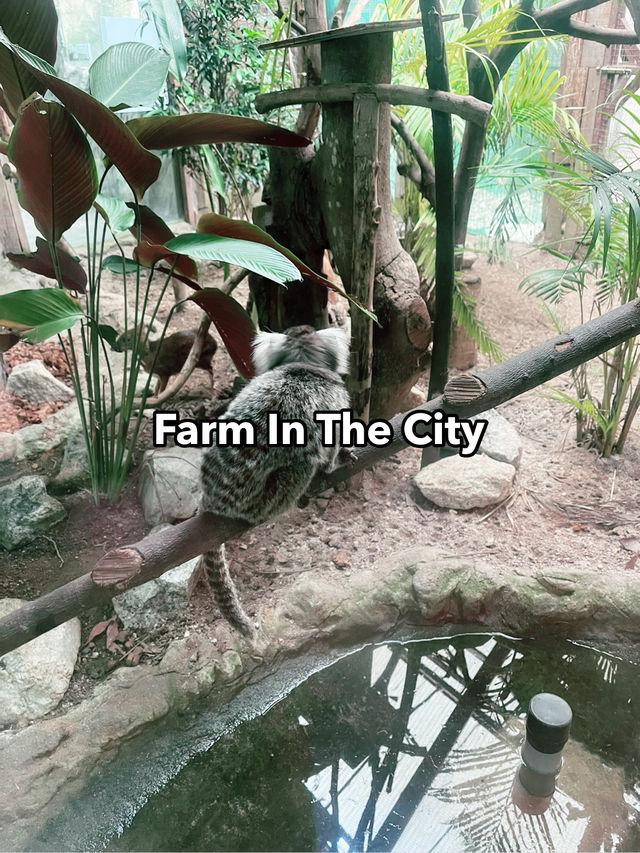 Farm In The City: A Must-Visit Family Adventure with Diverse Animals