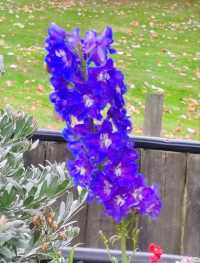 Autumn Whispers: The Floral Beauty of Kuirau Park