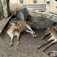 北海道旭川市旭山動物園