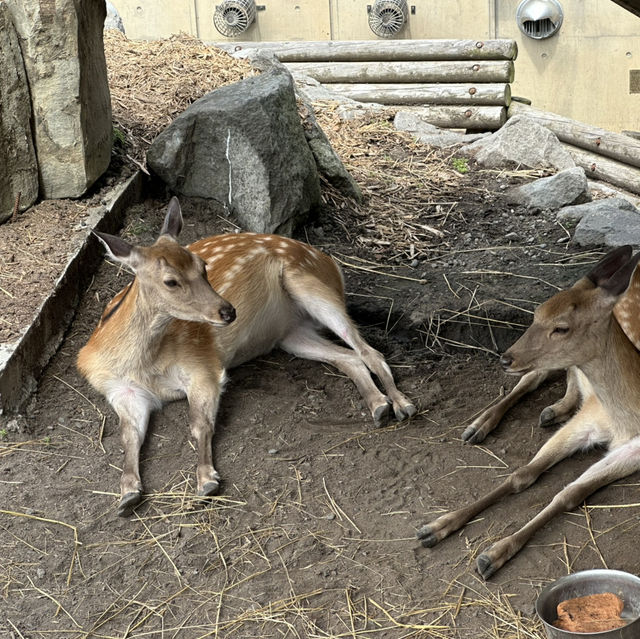 北海道旭川市旭山動物園