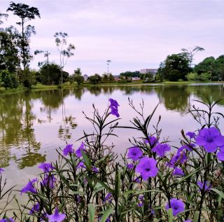 Lakeside Serenity and Greenery