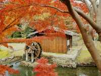 The Solo Day Out: Higashiyama Zoo & Botanical Gardens