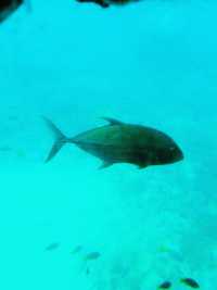 陽光泳池蔭蔽椰樹打卡指南📸