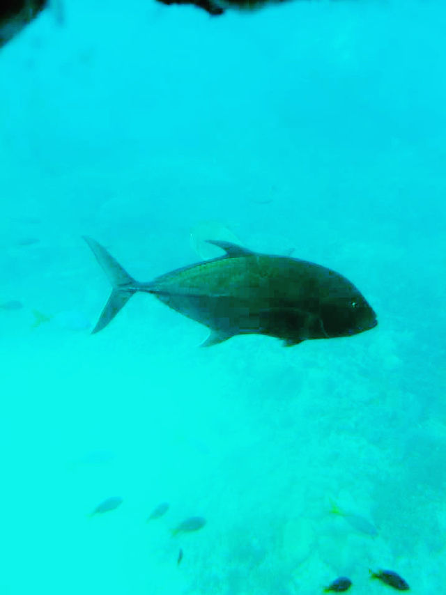 陽光泳池蔭蔽椰樹打卡指南📸
