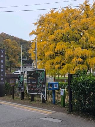 🪵仁川秋の名所長寿洞イチョウの木