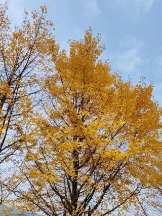 Shuangpai Autumn Ginkgo Photo Spot 📸 -- Tongziao