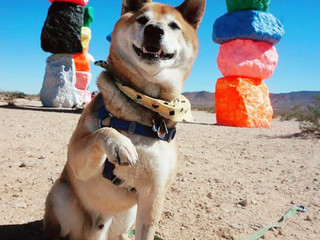 Quick getaway vibes! I got to check out the Insta-famous Seven Magic Mountains in Clark County, and it did NOT disappoint 🌈✨ These neon totems rise out of the Nevada desert and make for some wild photo ops — so pack that power bank, you’ll want to shoot from every angle!

Must-See Spot:  
📍 Seven Magic Mountains (S Las Vegas Blvd, Las Vegas, NV 89054, United States)  
This outdoor art installation is accessible year-round and, best part: it’s open all day, so you can go whenever works for you. Early morning or sunset is best for dreamy lighting and fewer crowds. There’s free parking but zero shade — pack your own water, sunscreen, and maybe a hat. No cafés, but you’ll find plenty of space in your car for snacks!

Practical Tips from my visit:  
🚌 Getting there: You’ll need a car or rideshare since there’s no public transport drop-off — just set your maps to the exact address and you’ll spot those candy-colored stacks from the road.  
🔌 Room amenities: Some hotels closer to Vegas might offer packed breakfast boxes or rental umbrellas — worth asking at check-in if you’re going straight to the desert.  
📸 Insiders’ tip: If you want epic people-free pics, aim for sunrise. The colors POP against the blue sky and you’ll beat the midday heat.

Wrap Up:  
Pro tip: Clark County’s weather is DRY so hydrate often, wear breathable clothes, and double-check your camera gear battery. No tickets needed, totally free, and family-friendly. Happy exploring!

#sevenmagicmountains  #clarkcountyart  #vegasdaytrip  #outdoorart  #tripdotcom 