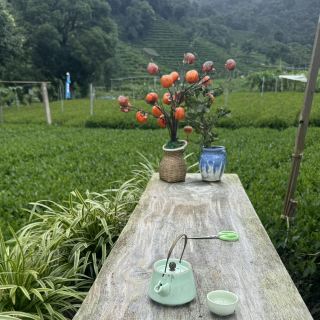 Tea picking in Hangzhou 🍵🍃