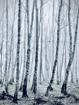 파키스탄 스와트 바레인 숲, 이끼 가득한 우슈 빙하 트레일 여행기 🌲