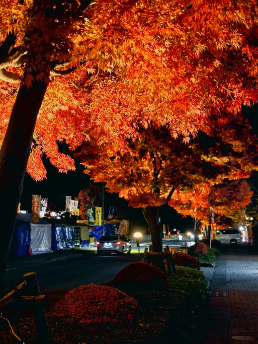 ツラヌキ フラガラッハ SHOEI KAWAGUCHI The stunning autumn leaf tunnel at the Lake Kawaguchi Maple