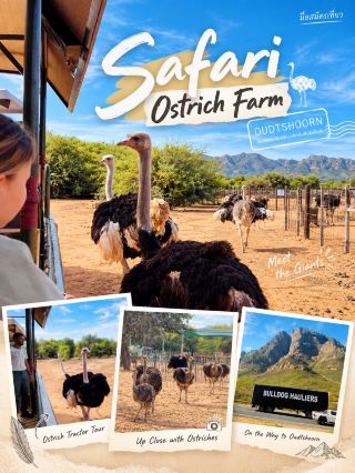 🦤 Safari Ostrich Farm — ใกล้ชิดนกกระจอกเทศแบบเต็ม ๆ ที่ Oudtshoorn

ถ้ามาถึง Oudtshoorn แล้ว มีหนึ่งกิจกรรมที่แทบจะเป็นของคู่เมืองนี้เลย นั่นคือการทำความรู้จักกับ นกกระจอกเทศ และที่ Safari Ostrich Farm ก็เป็นประสบการณ์ที่ได้เข้าไปใกล้กว่าการยืนดูจากด้านนอกมาก

ฟาร์มแห่งนี้อยู่บนถนน R328 ห่างจากตัว Oudtshoorn ประมาณ 6 กิโลเมตร และเปิดให้นักท่องเที่ยวเข้าชมมาตั้งแต่ปี 1956 โดยยังเป็นฟาร์มนกกระจอกเทศที่ดำเนินงานจริงอยู่ในปัจจุบัน 

🚜 จุดเด่นคือ Tractor Tour

กิจกรรมที่เป็นเอกลักษณ์ของที่นี่คือ Ostrich Tractor Tour นั่งรถแทรกเตอร์เข้าไปในพื้นที่เลี้ยงและเพาะพันธุ์นกกระจอกเทศ พร้อมไกด์อธิบายเรื่องการเลี้ยง พฤติกรรม และวงจรชีวิตของนกชนิดนี้

ระหว่างทัวร์จะได้เห็นนกกระจอกเทศอย่างใกล้ชิด รวมถึงพื้นที่เลี้ยงลูกนกในช่วงอายุต่าง ๆ และอาจได้เห็นนกกำลังดูแลรังในช่วงฤดูผสมพันธุ์ด้วย 

จากภาพที่ถ่ายมา บรรยากาศค่อนข้างสนุก เพราะนกกระจอกเทศเดินเข้ามาใกล้รถมาก จนได้เห็นรายละเอียดของตัวนกแบบเต็มตา — และด้วยความที่มันเป็นนกขนาดใหญ่มาก เวลาอยู่ใกล้ ๆ จะรู้สึกว่า “ตัวจริงใหญ่กว่าที่คิด” จริง ๆ 😄

🪶 ไม่ได้มีแค่นกกระจอกเทศสายพันธุ์เดียว

ภายในฟาร์มสามารถพบสายพันธุ์ที่มีสีและลักษณะแตกต่างกัน เช่น South African Black, Kenyan Red และ Zimbabwean Blue Ostrich ทำให้การเดินชมมีรายละเอียดมากกว่าการดูนกกระจอกเทศทั่วไป 

นอกจากนี้ยังมีส่วนให้เรียนรู้เกี่ยวกับไข่ ขนนก และหนังนกกระจอกเทศ รวมถึงประวัติความสำคัญของอุตสาหกรรมนกกระจอกเทศที่มีต่อ Oudtshoorn และ Klein Karoo 

🌵 บรรยากาศ Klein Karoo

สิ่งที่ชอบอีกอย่างคือฉากหลังของฟาร์ม ทั้งพื้นที่แห้งแล้ง พุ่มไม้ ท้องฟ้าสีฟ้า และแนวภูเขา ทำให้รู้สึกว่าเราไม่ได้มาเที่ยวฟาร์มสัตว์เพียงอย่างเดียว แต่กำลังสัมผัสบรรยากาศของ Klein Karoo ไปพร้อมกัน

สำหรับคนที่ชอบถ่ายรูป ที่นี่มีมุมให้เก็บภาพเยอะมาก โดยเฉพาะจังหวะที่นกกระจอกเทศเดินเข้ามาใกล้รถแบบในภาพ เป็นภาพที่ได้อารมณ์แอฟริกาใต้แบบชัดเจนมาก

📍 Safari Ostrich Farm
R328, Oudtshoorn, Western Cape, South Africa

ปัจจุบันทัวร์ของฟาร์มออกทุกชั่วโมงตั้งแต่ 09:00–16:00 น. และทางฟาร์มแนะนำให้มาถึงก่อนเวลาที่จองประมาณ 15 นาที 

ถ้ามา Oudtshoorn และอยากเข้าใจว่าทำไมเมืองนี้ถึงมีความผูกพันกับนกกระจอกเทศมากขนาดนี้ การแวะ Safari Ostrich Farm ถือเป็นอีกหนึ่งกิจกรรมที่ทำให้เห็นทั้ง สัตว์ วิถีฟาร์ม และประวัติศาสตร์ของเมือง ในสถานที่เดียว

ภาพถ่ายจากต้นฉบับที่ถ่ายด้วยตัวเอง

#Oudtshoorn #SafariOstrichFarm #Ostrich #KleinKaroo #SouthAfrica