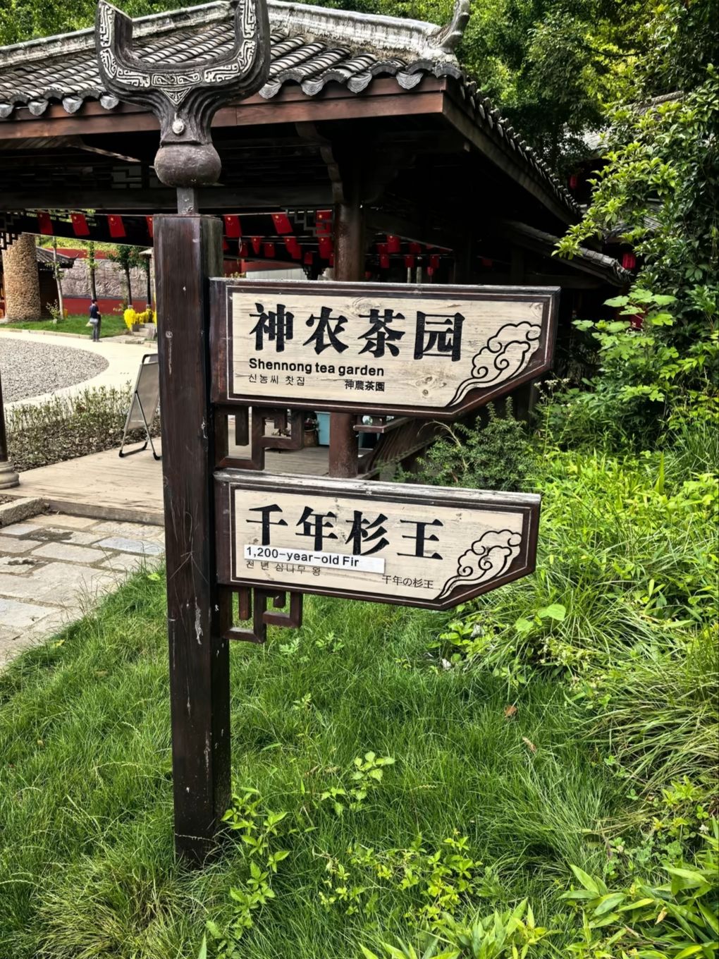 Winging It in Shennongjia