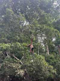🇵🇪アマゾン川の大自然を体感🦥🦜🐒イキトス発アマゾンツアー