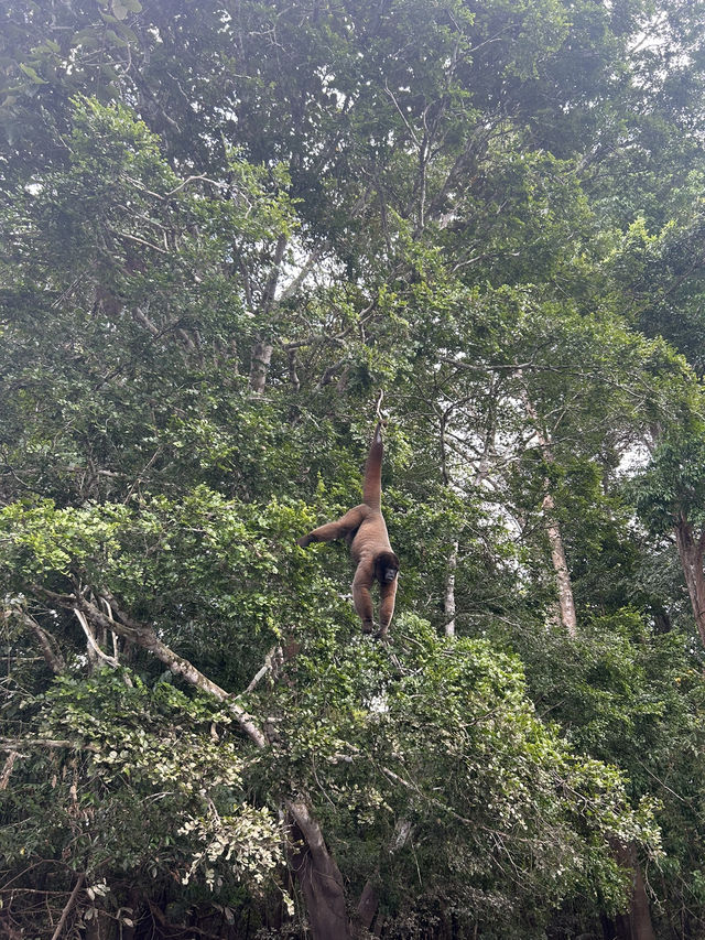 🇵🇪アマゾン川の大自然を体感🦥🦜🐒イキトス発アマゾンツアー