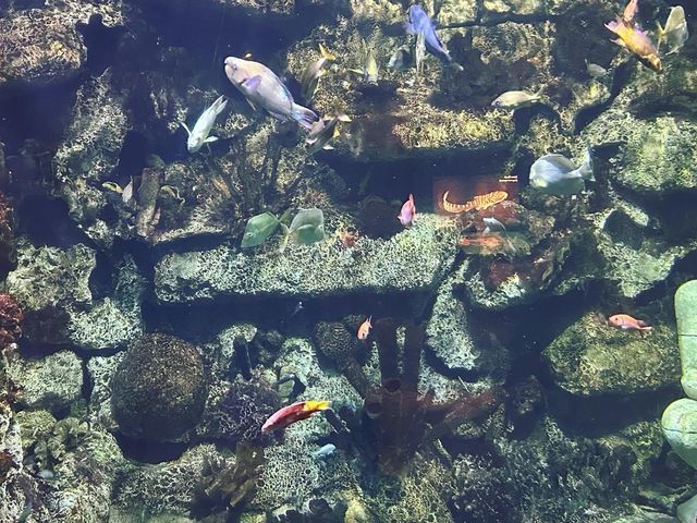Shark Reef Aquarium at Mandalay Bay 🇺🇸
