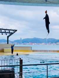 【山口県/市立しものせき水族館 海響館】