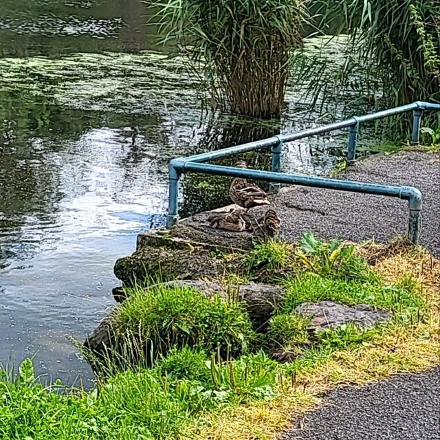 lagan river in belfast, uk