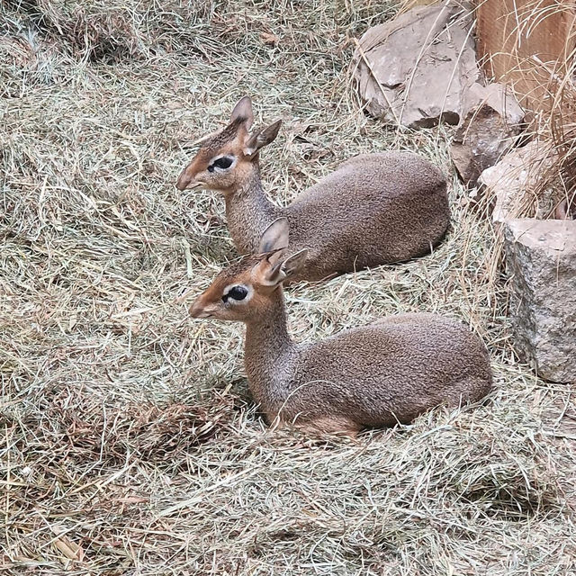 Łódź Zoo 🦒🦏