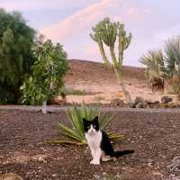 Fuerteventura- more Like Mars