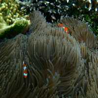 Snorkelingparadise of Raja Ampat
